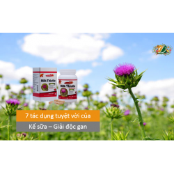 7 tác dụng tuyệt vời của cây kế sữa