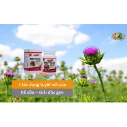 7 tác dụng tuyệt vời của cây kế sữa