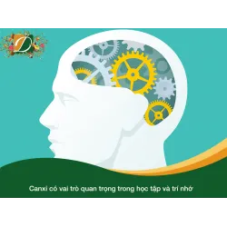 VAI TRÒ CỦA CANXI TRONG HỌC TẬP, TRÍ NHỚ