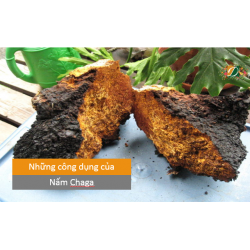 Nấm Chaga - món quà kì diệu từ thiên nhiên