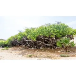 SỰ ĐÁNG SỢ CỦA CÂY TỬ THẦN