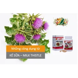 Công dụng Giải độc gan Kế sữa
