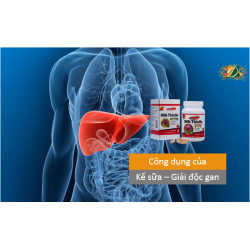 Công dụng Kế sữa Giải độc gan