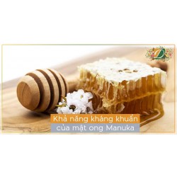 Mật ong Manuka có thể chống được nhiều vi khuẩn hơn tất cả các kháng khuẩn hiện hành