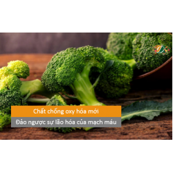 Chất chống oxy hóa mới làm đảo ngược sự lão hóa của mạch máu
