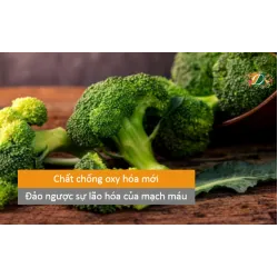 Chất chống oxy hóa mới làm đảo ngược sự lão hóa của mạch máu