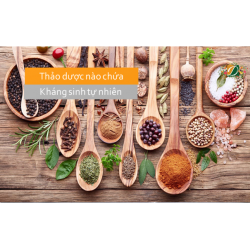 Thảo dược nào chứa kháng sinh tự nhiên