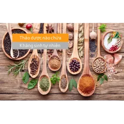 Thảo dược nào chứa kháng sinh tự nhiên