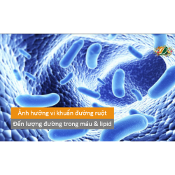 Vi khuẩn đường ruột ảnh hưởng đến lượng đường trong máu và lipid như thế nào