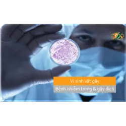 Vi sinh vật gây các bệnh nhiễm trùng và gây dịch